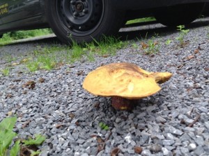 Der Park-Pilz